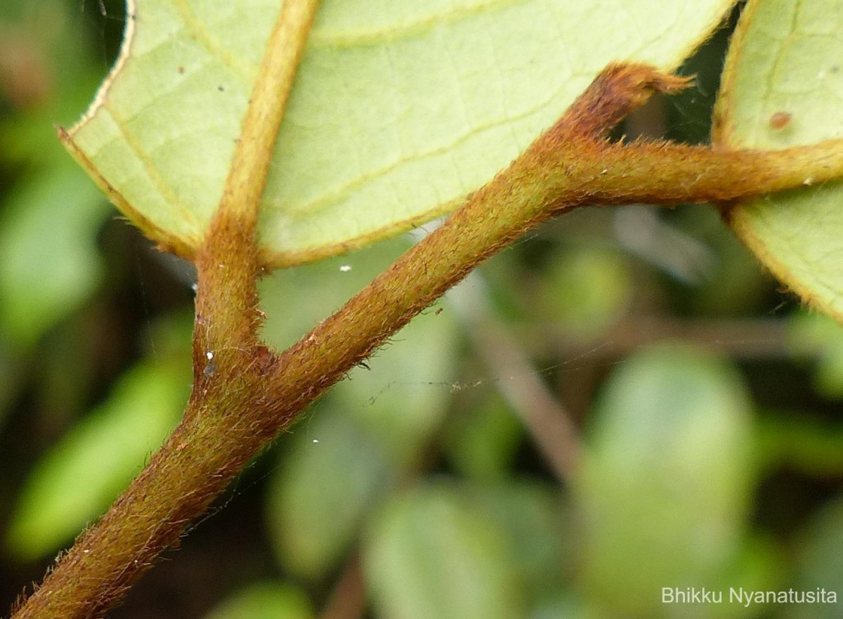 Symplocos diversifolia